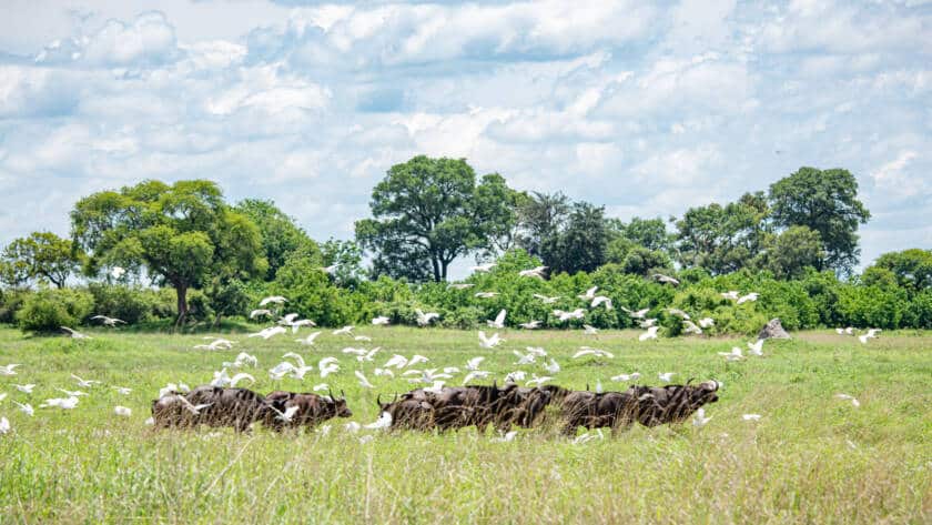 Caprivi - Nkasa Rupara National Park