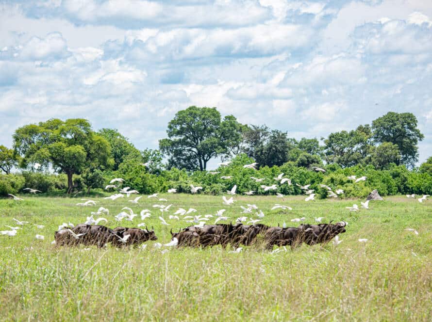 Caprivi - Nkasa Rupara National Park