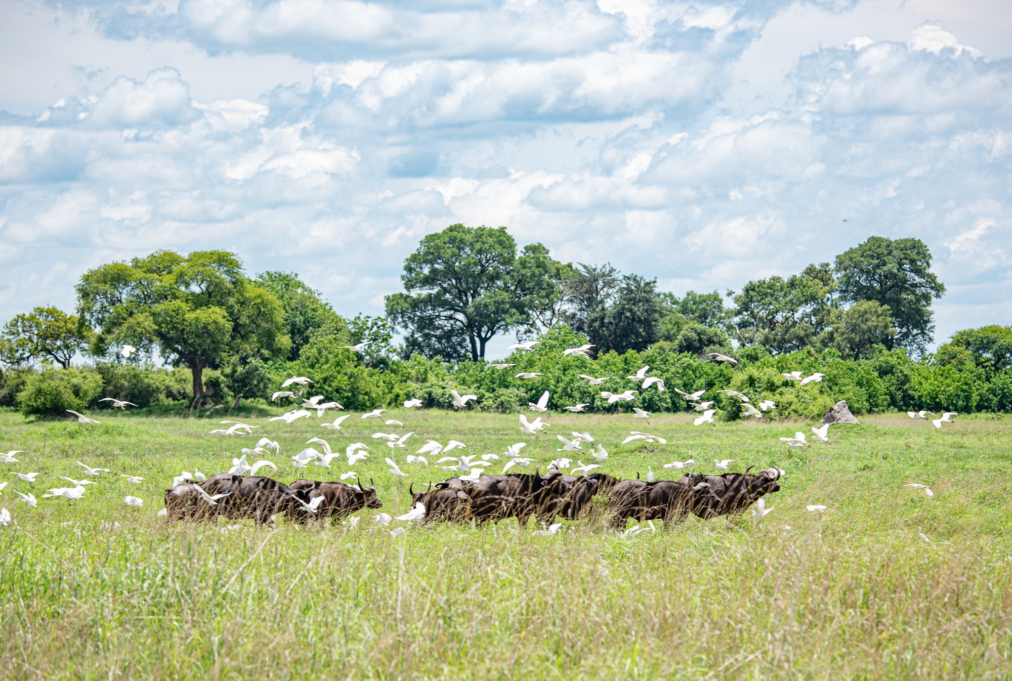 Caprivi - Nkasa Rupara National Park